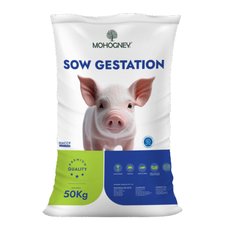 Pig sow gestation