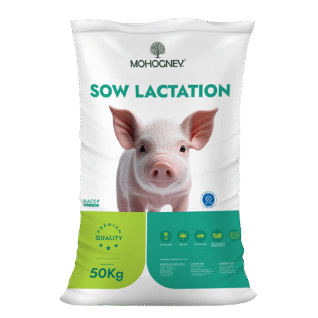 Pig sow lactation